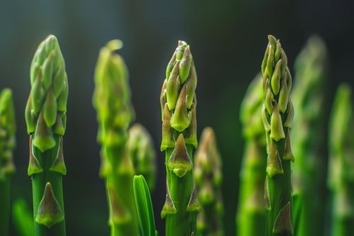 美味綠色食品蔬菜蘆筍圖片攝影圖 廣告素材 下載至來源處