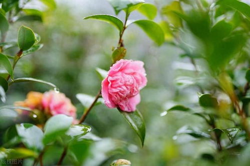 白羊座 對酒當歌,人生幾何,老驥伏櫪,志在千里