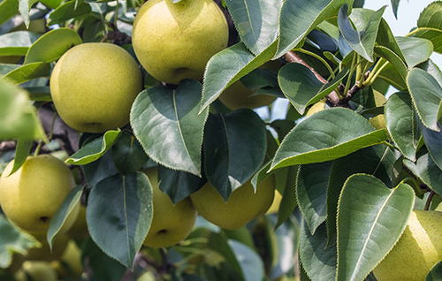 北京石堆伏梨特產(chǎn)推薦——伏櫪